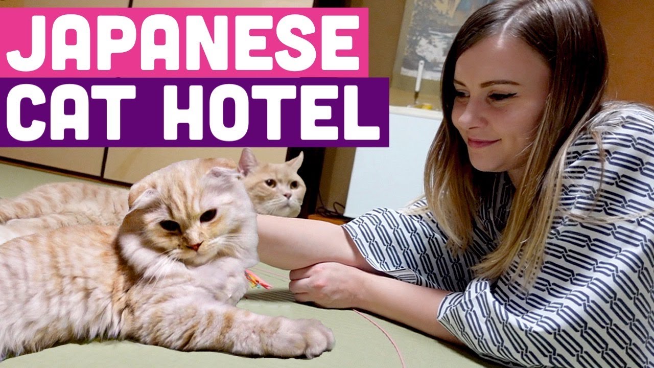 Sharmeleon - Sharla and Cat Hotel